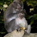 monkey_macaque_balinese_mf_ubud_v_0655_bal0665.jpg